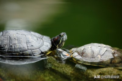 ​老人常说：“千年的王八万年的龟”，后一句更经典，却十人九不知