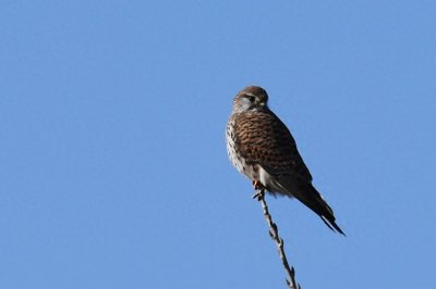​实拍红隼飞翔、俯冲、搏击美姿