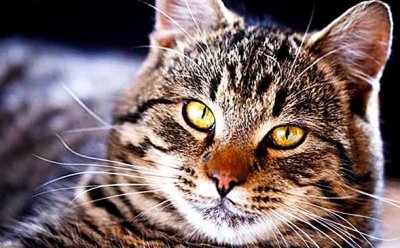 ​狸花猫被CFA除名，瞬间从神坛跌落，曾经上万身价，如今一文不值