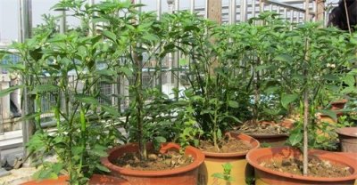​盆栽辣椒怎么过冬？她用1个简单的方法，养到两年多，辣椒结满枝