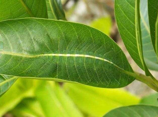 动物界中善于伪装的15种动物, 最后一个毫无争议夺冠