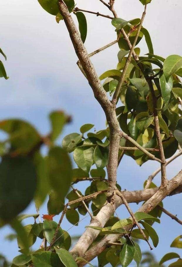 动物界中善于伪装的15种动物, 最后一个毫无争议夺冠