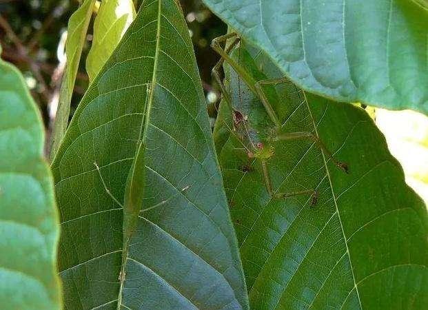 动物界中善于伪装的15种动物, 最后一个毫无争议夺冠