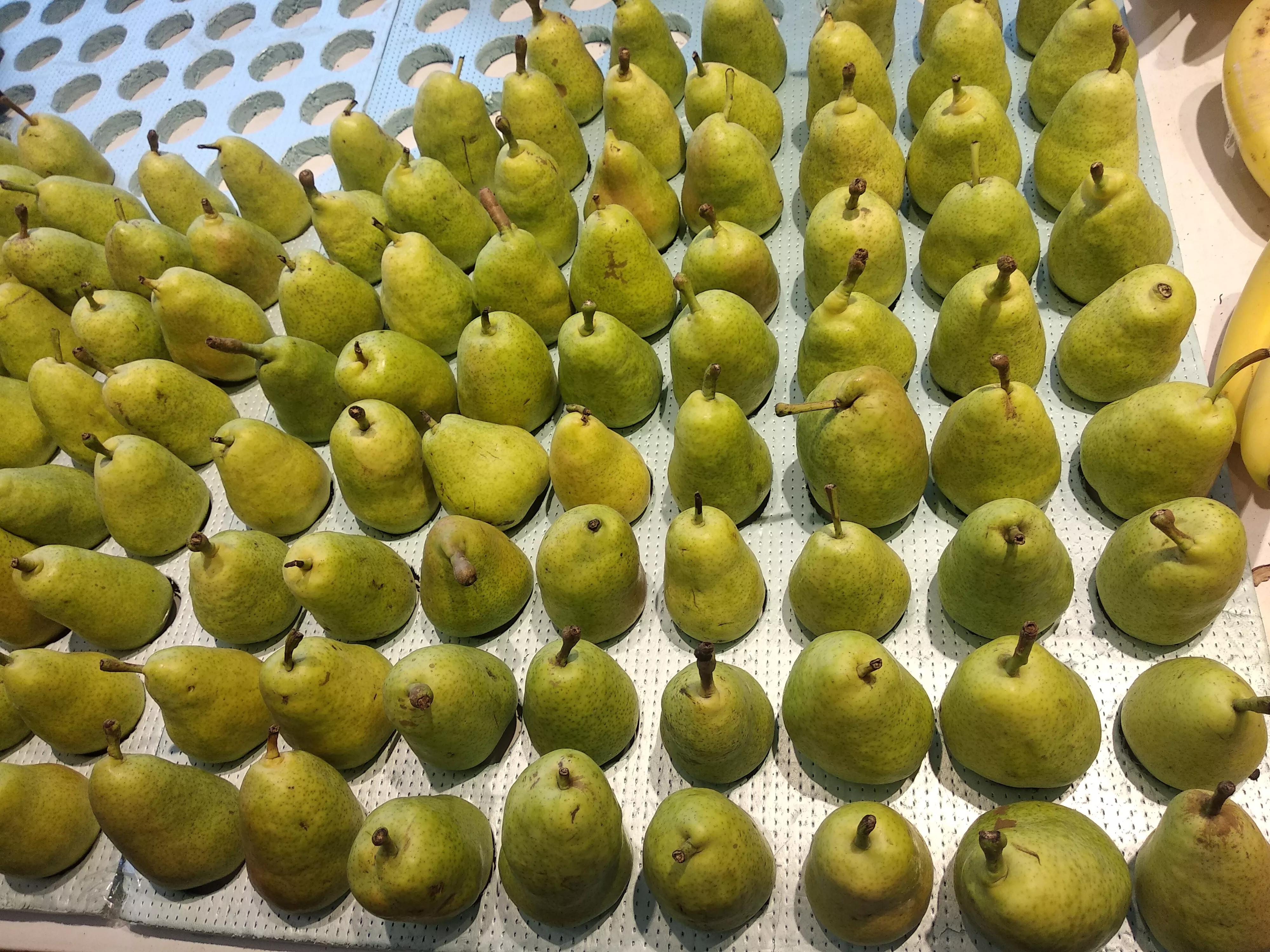 最全梨的品种图片（中国有名的10大名梨）