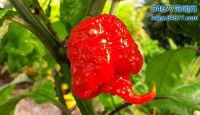 ​世界最辣的辣椒排行榜，卡罗莱纳死神可做军用催泪瓦斯