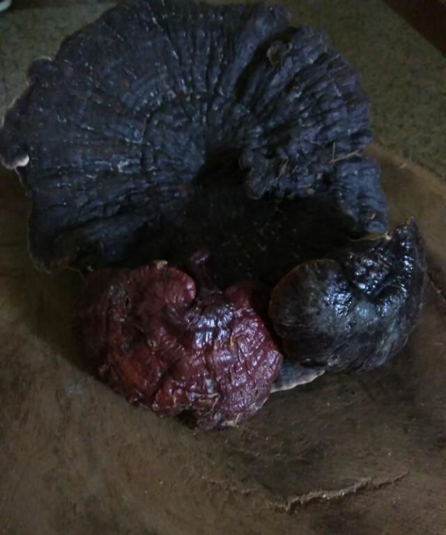 灵芝的功效与作用中用法禁忌社网，灵芝的功效与作用及食用方法，灵芝怎么吃？图3