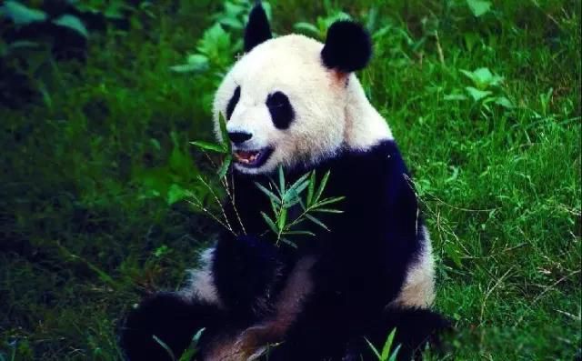 网络图片(侵删)