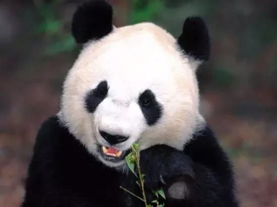网络图片(侵删)