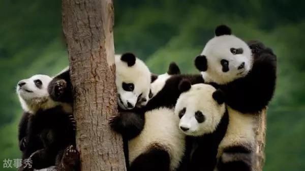 网络图片(侵删)
