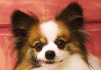 ​宠物狗优缺点介绍，宠物狗优缺点介绍
