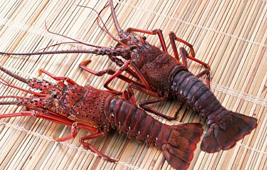 活龙虾死了还能吃吗?活龙虾刚死不久可以吃吗?