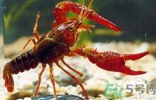 活龙虾死了还能吃吗?活龙虾刚死不久可以吃吗?