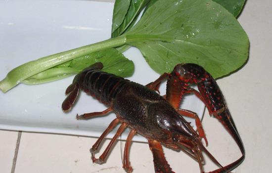活龙虾死了还能吃吗?活龙虾刚死不久可以吃吗?