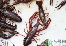 活龙虾死了还能吃吗?活龙虾刚死不久可以吃吗?