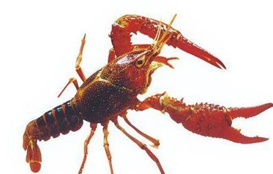 活龙虾死了还能吃吗?活龙虾刚死不久可以吃吗?