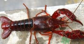 活龙虾死了还能吃吗?活龙虾刚死不久可以吃吗?
