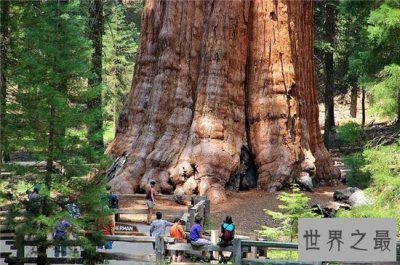 ​雪曼将军树高度达80多米，已经有3500年的历史