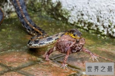​民间关于蛇的传说，庄周解梦中就有许多与蛇有关