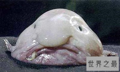 ​世界上最丑的鱼，竟然是没有鱼鳞的！
