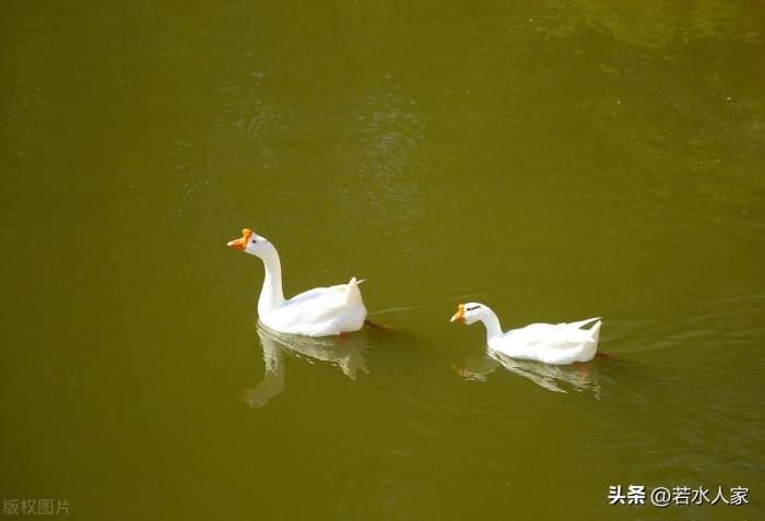 两口子经常吵架想离婚（一对恩爱夫妻从吵架到离婚）