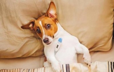 ​犬瘟药何时停，犬瘟药何时停药