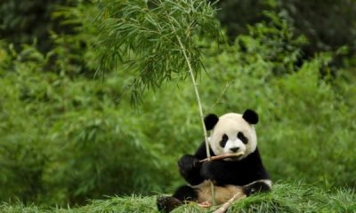 ​重点保护的野生动物分为哪几类,国家重点保护的野生动物分为几级管理