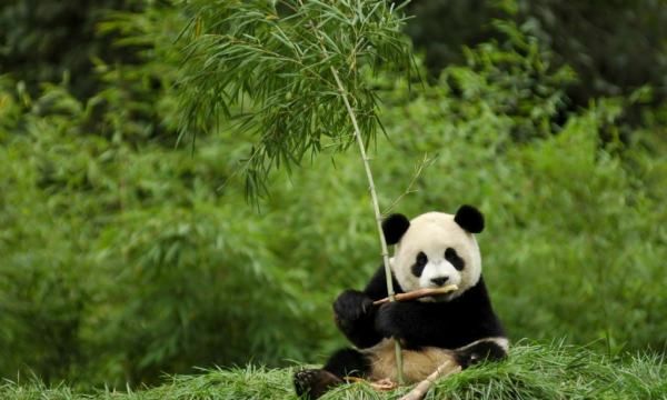重点保护的野生动物分为哪几类,国家重点保护的野生动物分为几级管理图1