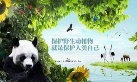 重点保护的野生动物分为哪几类,国家重点保护的野生动物分为几级管理图3