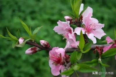 图文教程-写意桃花小品画法