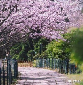 中山公园樱花开了!美得不要不要滴!还在等什么?周末快去赏花啦!