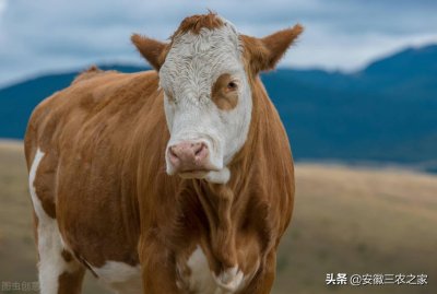 ​养10头牛一年能挣多少钱？多年的养殖经验，告诉你真实的答案