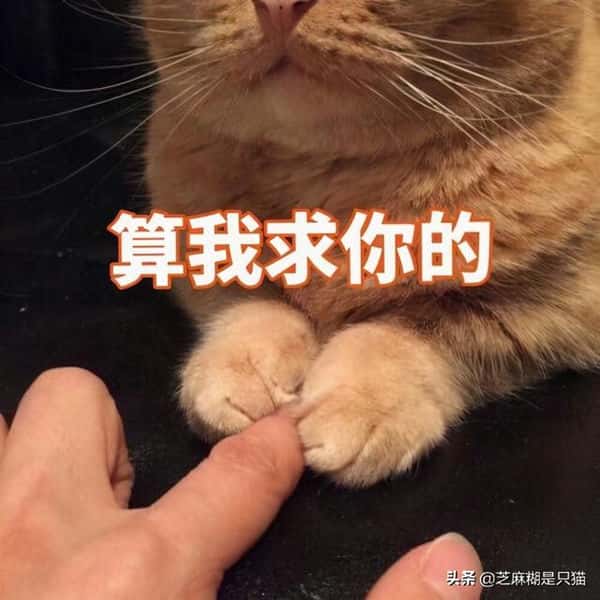 猫可以每天吃蛋黄吗-（猫咪可以吃生鸡蛋吗）