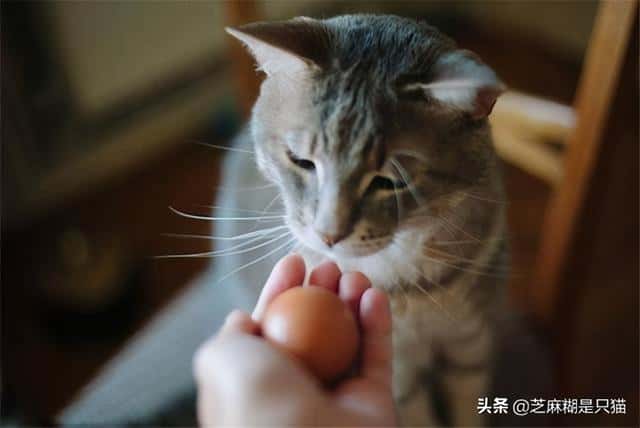 猫可以每天吃蛋黄吗-（猫咪可以吃生鸡蛋吗）