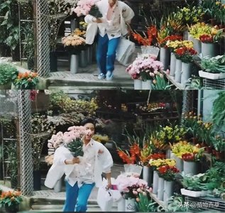 四种适合送给男生的花,掌握了这几种花的含义,就可以收获爱情了