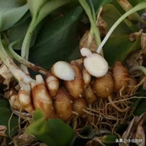 ​民间仙草 沙姜