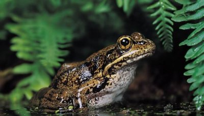 ​蟾蜍是青蛙吗