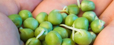 ​豌豆粒长芽还能吃么 豌豆长芽子能吃吗
