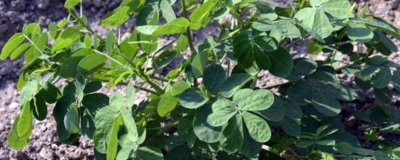 ​决明叶子吃法大全 决明子的叶子吃了有什么作用