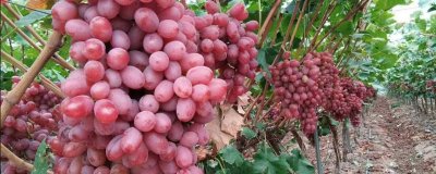 ​无籽葡萄对身体有害吗知乎 无籽葡萄对身体有什么好处