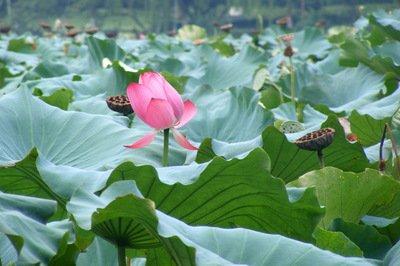 晓出净慈寺送林子方古诗意思（晓出净慈寺送林子方赏析）(2)