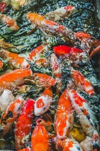 ​金鱼一般多久喂一次比较好