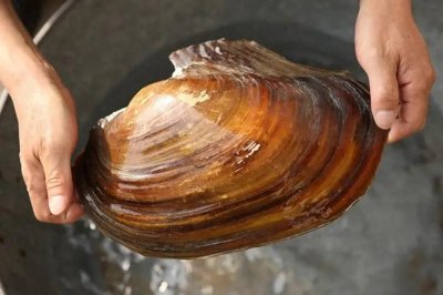 ​中国人酷爱各类河鲜海鲜，为啥很少人吃河蚌呢？只是因为嚼不烂吗