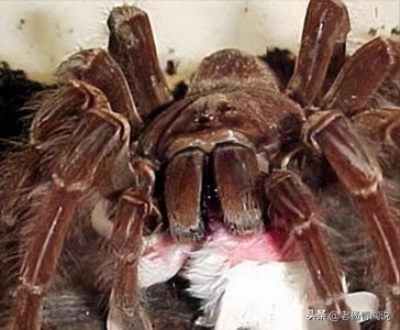 ​老杨奇闻说：最新巨型蜘蛛吃人的图片，毒液10分钟致人死亡