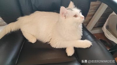 ​母猫生下小猫崽之后，该不该给母猫留一个小猫作伴？