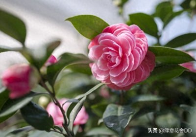 ​冬季山茶花如何养护才能安全过冬