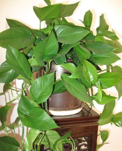 室内绿萝叶子发黄怎么回事？夏季绿萝叶子发黄怎么回事-第2张图片-