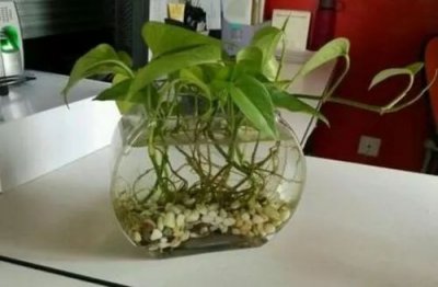 ​室内绿萝叶子发黄怎么回事？夏季绿萝叶子发黄怎么回事