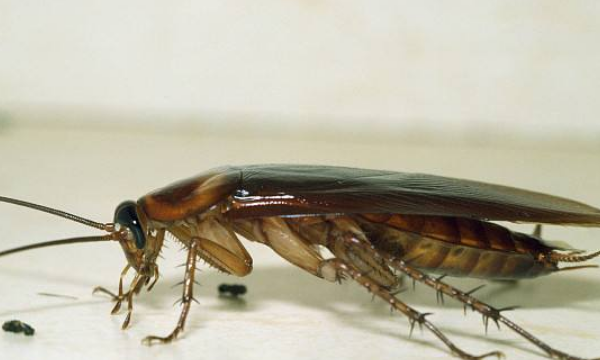 蟑螂有什么危害,蟑螂的克星是什么东西图1