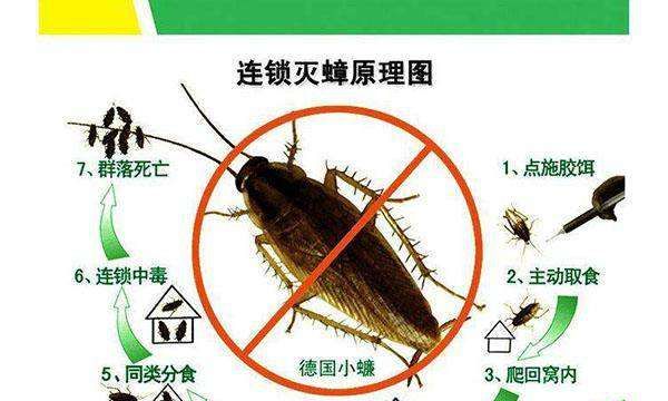 蟑螂有什么危害,蟑螂的克星是什么东西图5