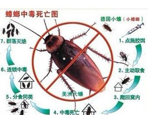 蟑螂的危害及控制有哪些?